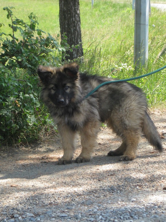 Fotos/2011 vervolgAzra/Gozer/IMG_0652 [Gozer].JPG